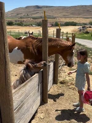 Paizley gives everyone carrots 🥕 on a hot summer day 💕#paizleysponies #paintedponiesranch #horsegirl #horselife #horsesoftiktok #horse #redroan #minihorse #pets #cute #horsetok #horses #poniesoftiktok #painthorse #carrot #feed 