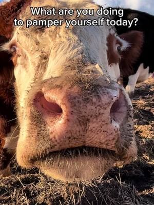 Hydrating, exfoliating and a lot of mooo d!!! Who needs a fancy spa when you have farm fresh organic mud all around? 😆 Our cows have become self care experts.. Let’s take a page out of their book and treat ourselves to some relaxation🧖‍♀️ #cows #cowsarefriendsnotfood #cowsoftiktok #SelfCare #spaday #someonenotsomething #animalsanctuary #sanctuarylife #mudtherapy 