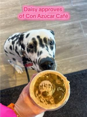 my cute dog on an iced coffee just makes sense @conazucarcafe  #conazucarcafe #icedcoffee #puppachino #dalmatian #sacramento #sacramentoblogger 