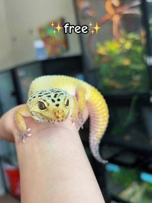 #reptiles #reptilesoftiktok #reptilekeeper #lizards #PetsOfTikTok #petlover #petvlog #cutepets #cutereptiles #geckos #geckosoftiktok #cutegecko #exoticpets #exoticpetsoftiktok #reptilehobby #reptiletok #reptilemom #fyp 