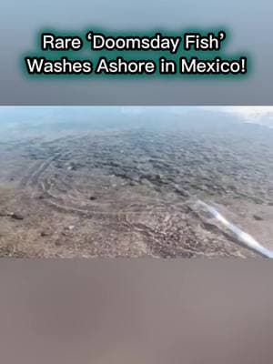 A deep-sea oarfish, believed to appear before disasters, has surfaced on a Mexican beach. Legends say these rare creatures only rise from the depths before earthquakes or tsunamis. Is this just a coincidence, or a warning of something to come? #oarfish #doomsdayfish #deepsea #scary #doomsdayevent #mexico 