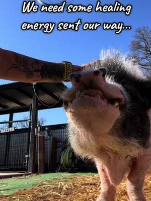 Never a good day when your baby doesn’t feel well…we need him to get well and come home soon😢❤️🐷 #walterstrong #getwell #piddyslegacy #luvthesnout #sanctuary #rescue #prayers #nonprofit #california #sanctuarylife #fy #cutepig #pig #minipig #animalrescue #animallover #kahu #og #babyboy #worried #heal #survivor #warrior #king 