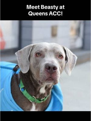 Imagine coming home to a handsome boy like Beasty!  Beasty(188401) is adoptable at Queens ACC! Meet Beasty! This unique guy is a playful mix, with some possible Weimaraner in the mix, and he’s been at Queens ACC for over 43 days after being surrendered due to his owner’s health. Beasty is a bundle of energy and loves to have fun, so he’ll need plenty of positive outlets to keep him happy. He’s got a big heart, and while he’s still learning his leash manners, he’s ready to be your walking buddy with a little training. Beasty would do best in a home with older kids (he’s not quite a fan of tiny humans just yet), and he’d love to be the only pet in the household where he can get all the attention he deserves. He’s also a little particular about sharing his things like food, toys, and bedding, but with the right guidance, he’ll be a loyal and loving companion. To learn more about Beasty, search for his name or ID 188401 at nycacc.app or on our mobile app "ACC of NYC"  #nycacc #boroughbred #AdoptableDog #NYCdogs #ShelterDogs