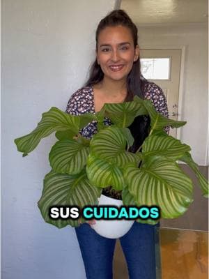 Unas hojotas que va a crecer tu planta #tiktokviral #plantsoftiktok #plantlove 