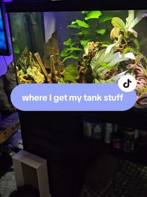 Replying to @magicwaterelf Amazon, Pet stores, friends, and free groups on fb!  #fish #fishtok #fishtank #fishoftiktok #fishies #fishes #aquascaping 