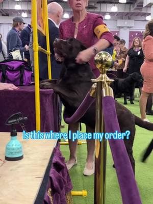 Just doggos being doggos at Westminster #ThisIsAKC #BostonTerrier #LabradorRetriever #Rottweiler #AmericanHairlessTerrier #AmericanFoxhound #FinnishLapphund #Borzoi #NorfolkTerrier #SealyhamTerrier #Beagle #WestminsterDogShow