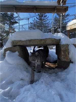 *extra emphasis on the pee* 🫣🚫 In all seriousness, bobcats do NOT make good pets. Please choose appropriate pets and keep the wild in your heart— NOT your home! #bobcat #bobcats #lynxrufus #notapet #pleasedont #petbobcat #wildcat #wildcats #catsanctuary #catrescue #wildanimalrescue #wildanimal #wildanimals #catowners #rescuecat #rescuedcat #wildcatsanctuary 