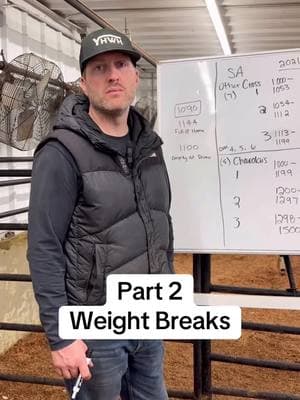 Example weight break #livestockshow #cattleshow #livestock #showcattle #ffa #4h #showsteer #cattle #showheifer #steershow #heifer #heifershow #steer #clippingcattle 