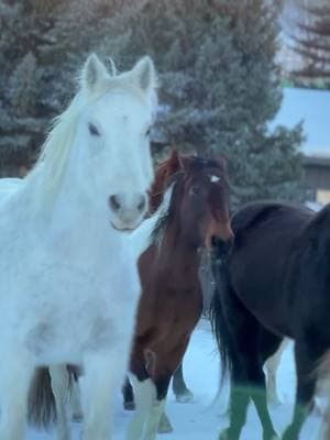 Hear the call of the wild? It's just our herd jingling their way into a new day! 🐴🌿 Come see it in person! #CLU #CLazyU #CLazyURanch #jingle #horses #duderanch #ranchlife #Westernstyle