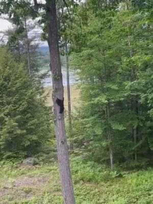 At first, it sounds like a chilling scream for help—but what the camera captures is something no one expected #help #helpme #helpmeplease #bear #screaming #mountains #appalachia #appalachianmountains #appalachiantrail #deepinthewoods #haunted #woods #paranormal #mysterious #hauntedappalachia #deep This user was stunned when they heard bloodcurdling cries coming from the trees outside their home. But as they zoomed in, they realized the source of the eerie sound… a bear cub, stranded high up in a tree. The small cub lets out desperate, human-like wails—leaving viewers completely unnerved. One comment reads—‘I swear it’s yelling HELP HELP!’* Another says—‘I would’ve called 911.’ But the most terrifying part? Some thought it was something far worse lurking in the woods.