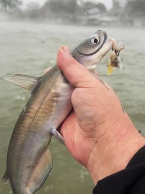 Healthy fish dish #fyp #catchcleanandcook #beardedfisherman #fishing #fish 