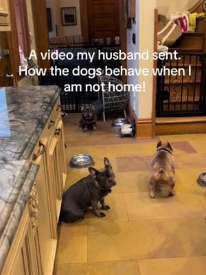 #petlovers #frenchietopia #petlife #pets #PetsOfTikTok #frenchie #frenchbulldog #frenchies #frenchiesoftiktok #dog #dogmom #puppies #dogsoftiktok #frenchbulldogpuppies #frenchbulldogs #puppy #doglover #doglife #dogs #dogs #puppiesoftiktok #petlover #petlovers #doglover #doglovers #dogsoftiktok 