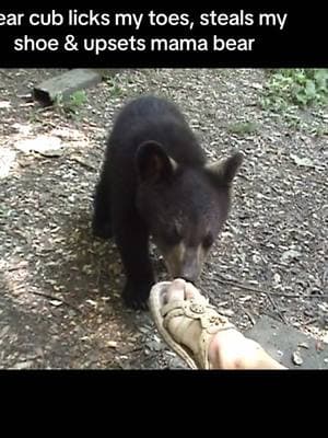 A small black bear cub licks my toes, steals my sandal, upsetting mama bear. These are old shoes I purposely wear when playing with the bears. #fyp #bear #cub #wildlife #laugh #animals #Love #play #shoes #mother #baby #country #forest #teddy #furry #cute #mountains #entertainment 