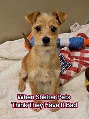 Better than Scott's Tots! #adoptme #shelterpets #shelterdog #sheltercat #theoffice #michaelscott #sketch #adoptdontshop #silly #animalshelter #viralvideo 