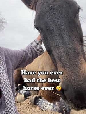 Have you ever had the best horse ever? #besthorse #mare #horsesoftiktok #patyourhorse #thankyou #appreciation #appreciationpost #bestfriend #teammate 