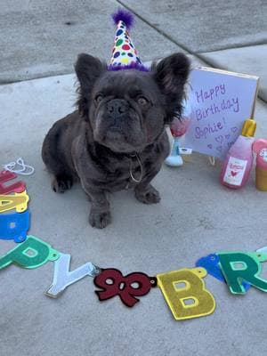 Happy Birthday my Sophie Bear🐻❤️🥳🥳 #frenchie #frenchiesoftiktok #frenchiepuppy #frenchielife #frenchiebabyy #frenchiemom #frenchielove #frenchiebulldog #frenchy #birthdayparty #birthdaysurprise #frenchbulldog #frenchbulldogpuppy #frenchbulldogsoftiktok #frenchbulldoglife #frenchbulldogworld #frenchbulldog #bulldogsoftiktok #bulldogpuppy #bulldogtiktok #bulldogfrances #bulldoglife #bulldogsoftiktok😍🐶 #puppytiktok #puppylife #puppydog #puppytok #puppytraining #puppybowl #puppydogeyes #birthdaypuppy #frenchiebirthday #birthdaycake #partytime #pupp #puppys #frenchiebully #bullylove 