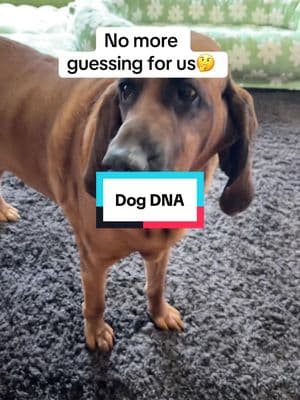 We will give an update as soon as we get our results back! So excited to see!@Basepaws - Pet DNA Tests #dogdnatest#doghealth#dnatest##dog #doglovers #doggenetics