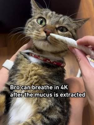 the forbidden 🦄 horn #sinusinfection #cat #9gag #reelitfeelit #sinuspressure #mucus #pets