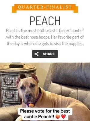 https://americasfavpet.com/2025/peach-8026 #peach #americasfavoritepet #bestauntie #pitbullsoftiktok #fosteringsaveslives 