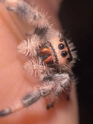 All spoods are perfect ❤️  #jumpingspider #myspooders #jumpingspideroftiktok #phidippusregius #regaljumpingspider #zinnia #chelicerae #purple #red 