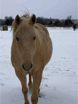 Rebel The Palomino #rebelthepalomino #snowday #kansaswinter #kansasquarterhorses #clintgilbert 