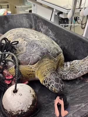 “JP Saul”, a 220 pound female green sea turtle was rescued in the Florida Keys yesterday evening.  Two fishermen found JP entangled in a stone crab trap line struggling to surface for a breath.  The Turtle Hospital team and a crew from the USCG Marathon Station responded to the rescue.  JP was admitted to The Turtle Hospital where she was weighed, measured, had a full blood chemistry, x-rays, and treatment was started.  Treatment included broad spectrum antibiotics, pain medication, fluids, and wound care.  Her front right flipper is severely injured from the entanglement and may result in an amputation.  Please keep the prayers and healing energies coming for this magnificent marine turtle.  Thank you for your support 🐢❤️‍🩹. Gratitude all around to the rescuers, the incredible team at USCG Marathon Station, and the dedicated team at The Turtle Hospital.  #oneteamonefight #rescuerehabrelease #uscg #coast #greenseaturtle #green #greenturtle #boat #boating #fishing #rescuerehabrelease #seaturtlerescue #turtle #turtlehospital #marathonturtlehospital #theturtlehospital #sea #seaturtle #seaturtles #science #seaturtlehospital #seaturtlerehab #wildlife #animals #fyp #seaturtlelove #savetheturtles #STEM #floridakeys @uscgsoutheast