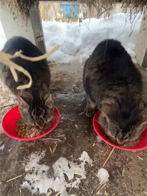 Thursday Breakfast w/Daily Hiss #fyp #dailyhiss #feralcatsoftiktok #feralcats #colonycaretaker #tnr #trapneuterreturn #tnrworks #helpcontrolthepetpopulation #spayandneuteryourcats #cattok #catsoftiktok #cat 