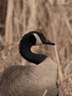 Canada goose cleaning up after dinner.  - - 🎥 @Matthew Ryan Bielski  #presleysoutdoors #waterfowlhunting #goose #canadagoose #waterfowl #wildfowl #wedowhatwesell #illinoisoutdoorstore @AF Waterfowl @Ira's Salsa 