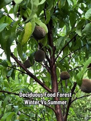 Want fresh, homegrown fruit—even in the cold? ❄️🍑🍏 Check out these amazing cold-hardy fruit trees that thrive in freezing temps! From juicy persimmons to rare Asian pears, my deciduous food forest is packed with delicious, resilient varieties. 🌳✨ Watch to see what you can grow in your own backyard—no matter the season! #FoodForest #ColdHardyFruit #RareFruit #GardeningTips #HomesteadLife #GrowYourOwnFood 