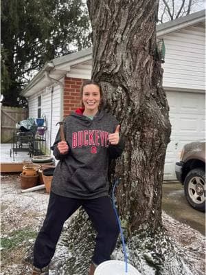 Maple Tapping Season: TAPPING BIG MAPLE TREES AT MY PARENTS HOUSE!!! 🤞  These are the trees we tapped last year that gave us zero sap!!! Hopefully we get something this year!!!! #mapletok #maplesyrup #maplesyrupseason #homestead 