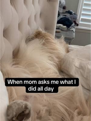 Day in the life of a dog #doglife #dayinthelife #lifeofadog #goldenretriever #rufflife #rufflifeofadog #dogthings #goldenretrievers 