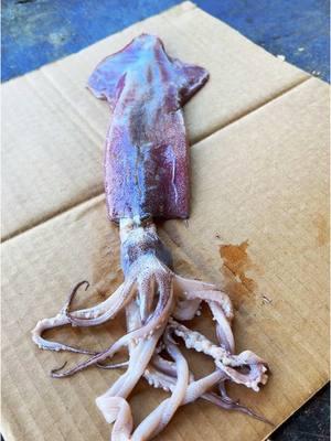 Giant squid clean and cook #fyp #catchcleanandcook #beardedfisherman #fishing #fish 