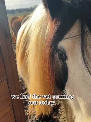 Spend the day with us! Vet, farm  chores, bag making, and yoga! ##horsefarm##gypsyvanner##dayinmylife##horsevet##handmadeleathergoods##handsewnleather##yogaclass##winterchores