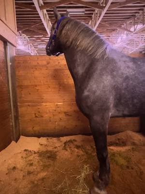 Hi! Hi! 👋 #Rock #horse #bighorse #percheron #tall #giant #tiny #biggesthorse #draft #drafthorse #fyp #gray #grey #look #silly