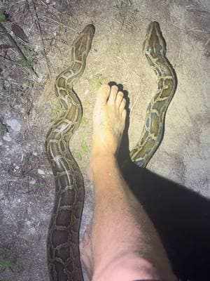 Rescuing the Swamp puppies! #tiktok#wildlife#nature#viralvideo#yoink#fyp#foryoupage#bigsnake#animalcare#alligator#crocodile#snake#python#conservation#rescue#ecosystem#educational#professional#everglades#florida#adventure#crazy#explore#swamp 