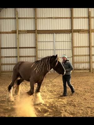 Tarzan , imported Smokey silver dapple stallion 🤩🤩🤩 #stallion #stallionsoftiktok #gypsystallion #importedstallion #gypsy #fyp@