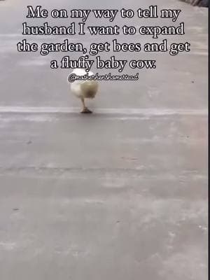 Actual footage 😆 who’s with me? #homesteader #ducksoftiktok #raisingducks #crazychickenlady #farmanimals #gardenersoftiktok 