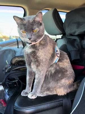 Day 277 with Lady-Taking a ride. #thetruckeduplife #lifeontheroad #nomad #dispersedcamping #boondocking #fyp #fypシ #foryou #foryourpages #cat #cats #catdad #cattok #catslovers #catsoftiktok #southwest #Arizona #junkyard #junkyarddog #scrap 