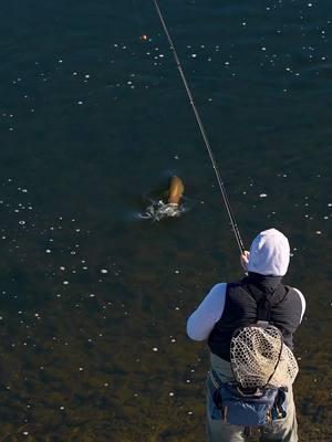 This is a common fly fishing mistake I used to make. ⚠️ When you’re on the river, and you’re not catching fish I used to make the mistake of thinking that I was just using the wrong fly. But there is something that is even more important than the fly you have tied on, and that is Presentation. Presentation is just a fancy term for making our fake fly look and behave like a real bug. If you’re nymphing, a common mistake is not getting your flies into the strike zone. This is going to come from making small adjustments while you fish. If you’re fishing with dry flies, you’ve got to eliminate drag. This is that little wake behind your fly that just screams to the fish, “Don’t eat me, I’m fake” A great way to eliminate this is minimize the amount of fly line you have on the water, sizing down your tippet, and if you have to cast from further away… mending! After I’ve made sure my presentation is top notch, that’s when I will consider switching my flies to a different pattern! #flyfishing #flyfishingnation #flyfishingtiktok #flyfishinglife #flyfishingtrout #flyfishingaddict #flyfishingcheck #flyfishingtips #flyfishingbass #venturesflyco #TeamVFC #livereellife #beginnerflyfishing #howtoflyfish #flytying #flytyingjunkie #flytyingaddict #flytyingtutorial #flytyingvideo #flytyingnation #flytyingphotography #flytyingtiktok #flyfishinggear