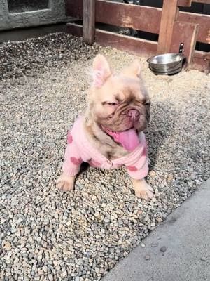 Doesn’t she have the prettiest face?! 💗🧸💗🧸 the cutest fluffy frenchie💗 #frenchiesoftiktok #frenchie #frenchiepuppy #frenchielife #frenchiebabyy #frenchiebulldog #frenchbulldogpuppy #frenchbulldogpuppies #frenchbulldogsoftiktok #frenchbulldoglife #frenchbulldoglife #frenchbulldogworld #frenchy #bulldogpuppy #bulldogsoftiktok #bulldogtiktok #bulldogsoftiktok😍🐶 #puppytiktok #puppylife #puppydog #puppytraining #puppybowl #puppycheck #rojofrenchbulldog #fluffyfrenchie #fluffyfrenchies #frenchbulldogs4life #PetsOfTikTok #dogsoftiktok #dogsvideo #cutebaby #cutedog #fypシ #viralvideo  