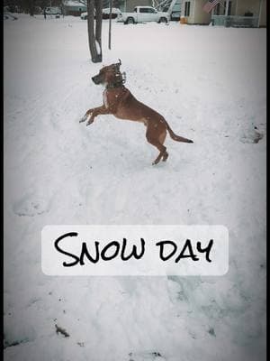 Snow day! It was fun for a few minutes but now please give me sunshine and 70’s! @Buttin Heads Ranch #northcarolina #fyp #buttinheadsranch #snow #snowday #snowstorm #southernsnow #dog #dogsoftiktok #goats #sheep #turkey #dogmom #doglover #sassydog #tinygoat #miniaturepinscher #labrador 