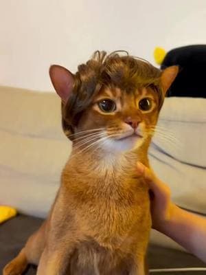 The guy you saw on tinder #pet #cat #gato #abyssinian #funnyanimals #cuteanimals #explore #fyp #viral 