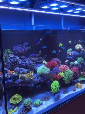 #reeftanksoftiktok #reeftanksoftheworld #reeftank #reefvibes #UNSR180 