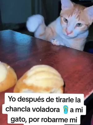 #amorgatuno #fyp #catlover #cats #gatihijos #viral #gatos #funny #gatostiktok #cute 