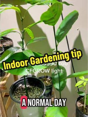 Indoor gardening tip #indoorgarden #containergarden #growlights #gardeningtips #andrethefarmer #foryoupage #fyp #onthisday 