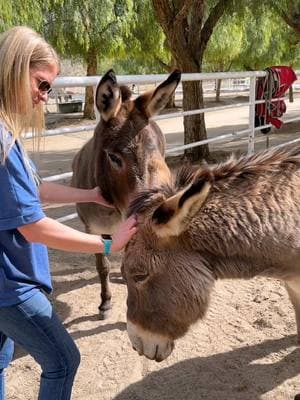 Donkeys form deep, lasting bonds, and for Chance and Remi, that bond had always been just the two of them. When they arrived at their new home in California, it was a big change—but we had no doubt they’d fit right in.  Watching them step into this new chapter is a beautiful reminder that family isn’t just something we’re born into—it’s something we can find along the way 💚 #donkey #donkeysoftiktok #RescueAnimals #thegentlebarn 