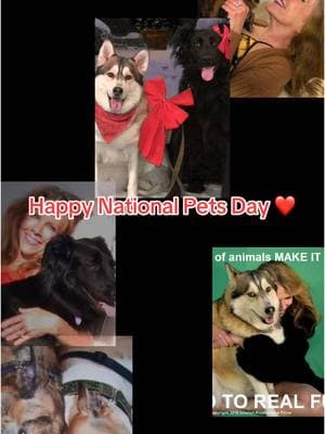 Happy National Pets Day to all the fur babies and feathered who add(ed) so much love and sparkle to our world. FOREVER IN OUR HEARTS ❤️‍🩹❤️🕊️💯❌⭕️❌⭕️ #pets #nationalpetday #foryoupage #