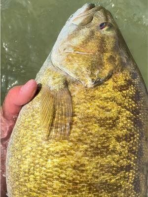 22 1/2 inches how many pounds? 👀 #smallie #bass #bassfishing #smallmouth #fishing #smallmouthbass #bassfishingnation #idahohighcountry #wow #epic #giant #Outdoors #fyp #bigfish #viral #explore #amazing #fishtok 