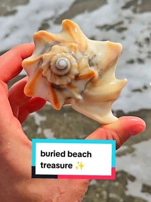 How many buried treasures can we find? 👀✨️ Whelk seashells can be tough to find on common Florida beaches, only if you don't know where to look! 🐚 Enjoy these shelling finds from Cape Canaveral Florida! 💙 #beachtreasures #shelling #whelk #shells #floridabeaches #beachcomber  #theseashellmermaid 