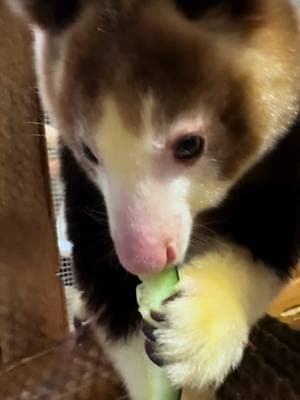 Ever since I met Paia as a baby, she has been my favorite tree kangaroo. Watching her grow and develop has been such a joy, and my favorite part of every visit to @rwpzoo has been seeing my little love there. Today is a bittersweet day as the zoo has announced that Paia will soon be leaving to go to another zoo on a breeding recommendation. I’m so excited to see Paia grow into a mature adult and possibly bring joeys of her own into the world, but I’m going to miss her something fierce! #fyp #fypage #treekangaroo #treekangaroos #kangaroo #kangaroos #baby #babyanimal #babyanimals #wildlifephotography #zoo #zoos #zoopics #zoophotography #animal #animals #animalphotography #animalpics #zooanimal  #zooanimals #animalphotographers #animalsofinstagram #animallover #animallovers #savewhatyoulove 